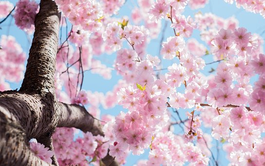 武汉：开展植树认养认种活动，推出“相约春天赏樱花”旅游活动