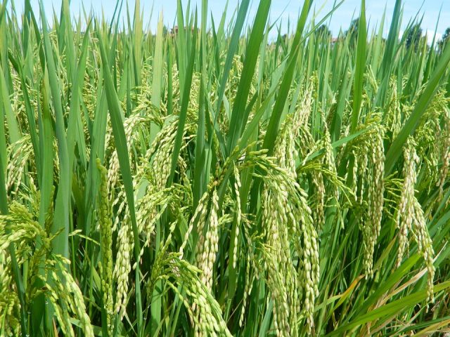 年产能6万吨粮食（稻谷）加工项目可行性报告案例