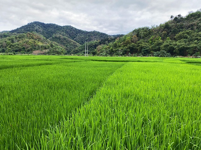 富营养紫色大米：普洱市水稻老品种”开辟出新市场